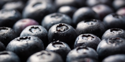 Bild från vårt test av bockhornsklöver 2026