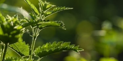 Bild från vårt test av bockhornsklöver 2026