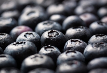 Blåbærtilskud banner