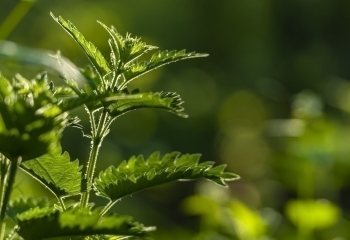 Brændenældetilskud banner