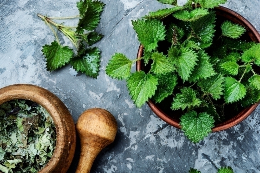 Stinging nettles urtica medical herb2