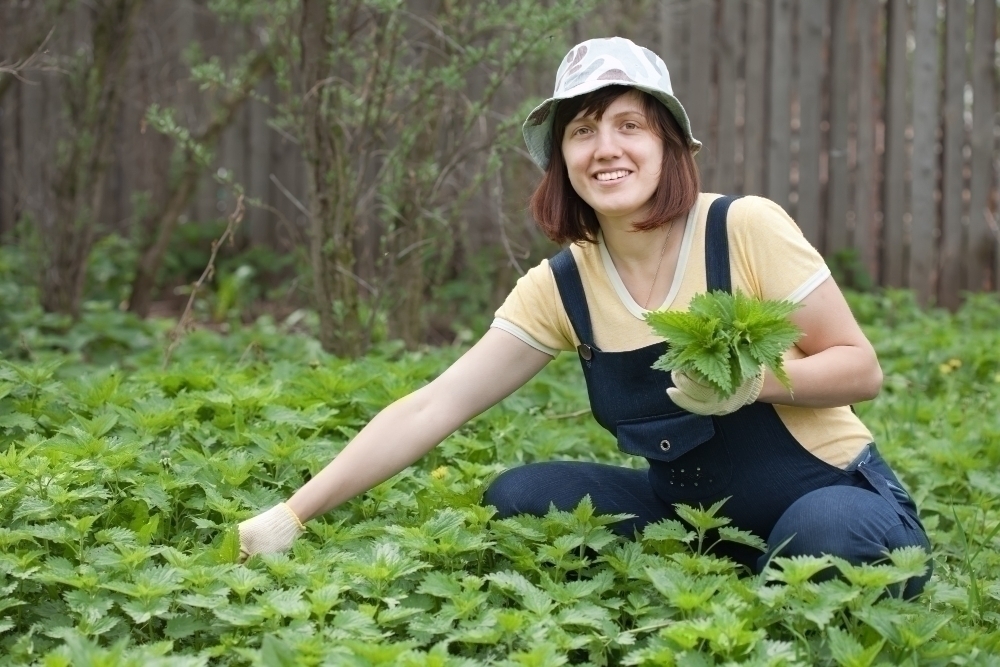 Woman gathers burning nettle plants for consumption2