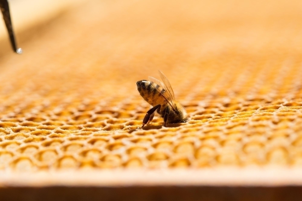 closeup-shot-bee-making-honey-honeycomb-traditional-beekeeping