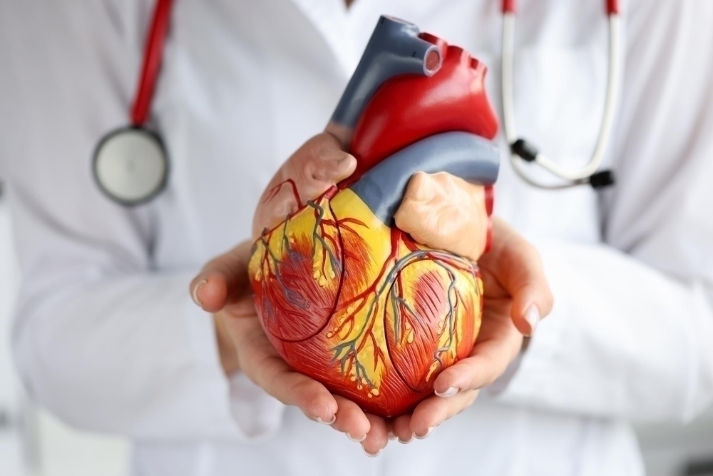 doktor-som-haller-i-modell-av-hjarta