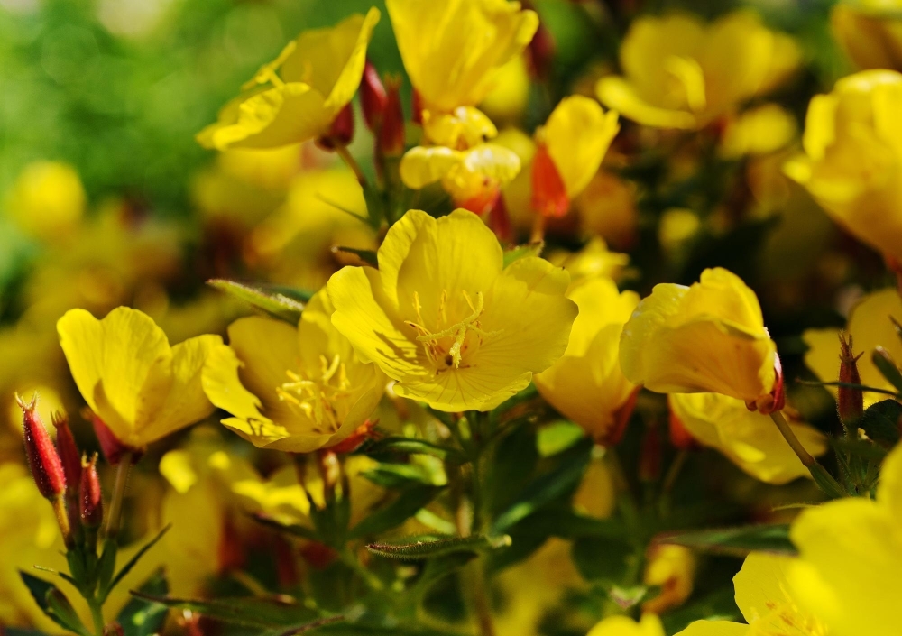 jattenattljus-blomma