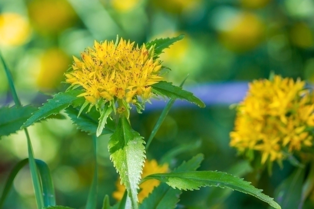 rhodiola-rosea