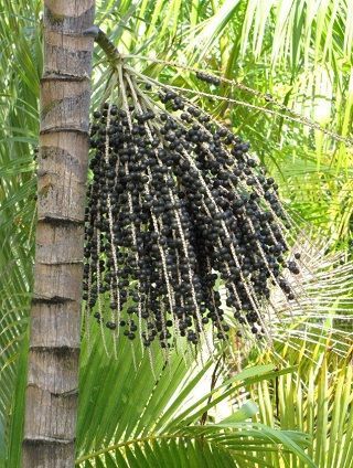 Acai baer