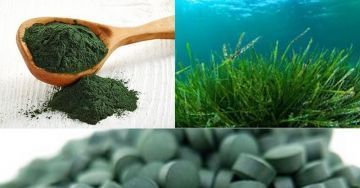 spirulina2