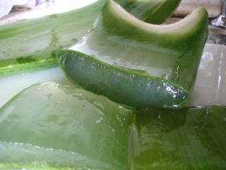 Aloe vera plante