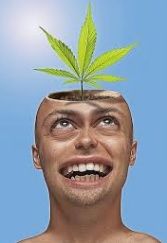 cannabis i hjerne