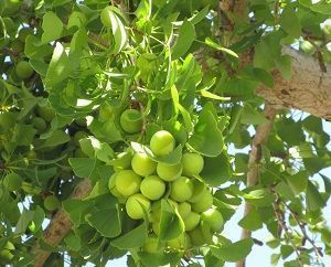 ginkgo biloba