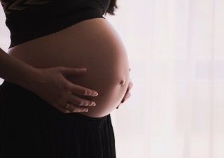 gravid