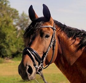 hest