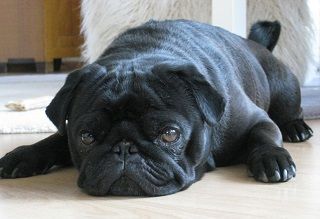 hund traet