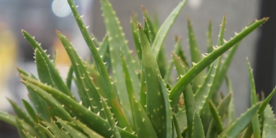 Bild från vårt test av bockhornsklöver 2026