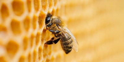 Bild från vårt test av bockhornsklöver 2026