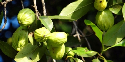 Bild från vårt test av bockhornsklöver 2026