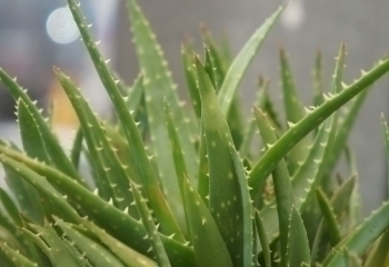 Aloe Vera Juice banner