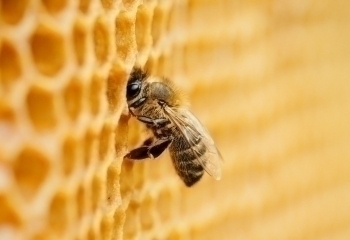 Bidronning Gelé banner